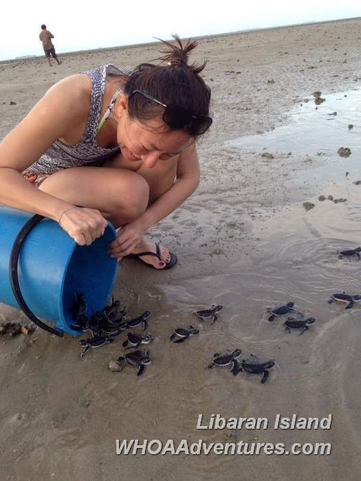 Releasing of turtles on Libaran beach